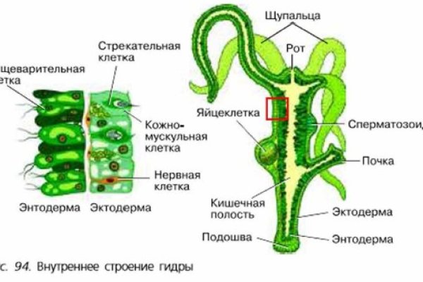 Kraken ссылка официальная